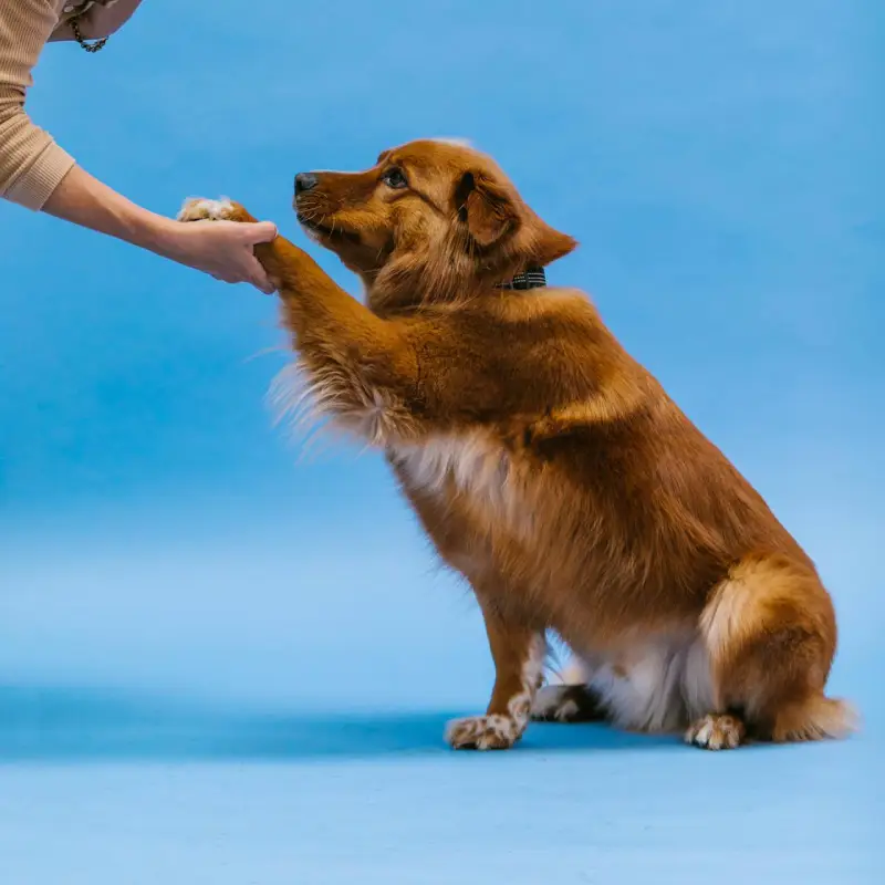 Pes - gluh, slep, pasja šola, Moder Pes