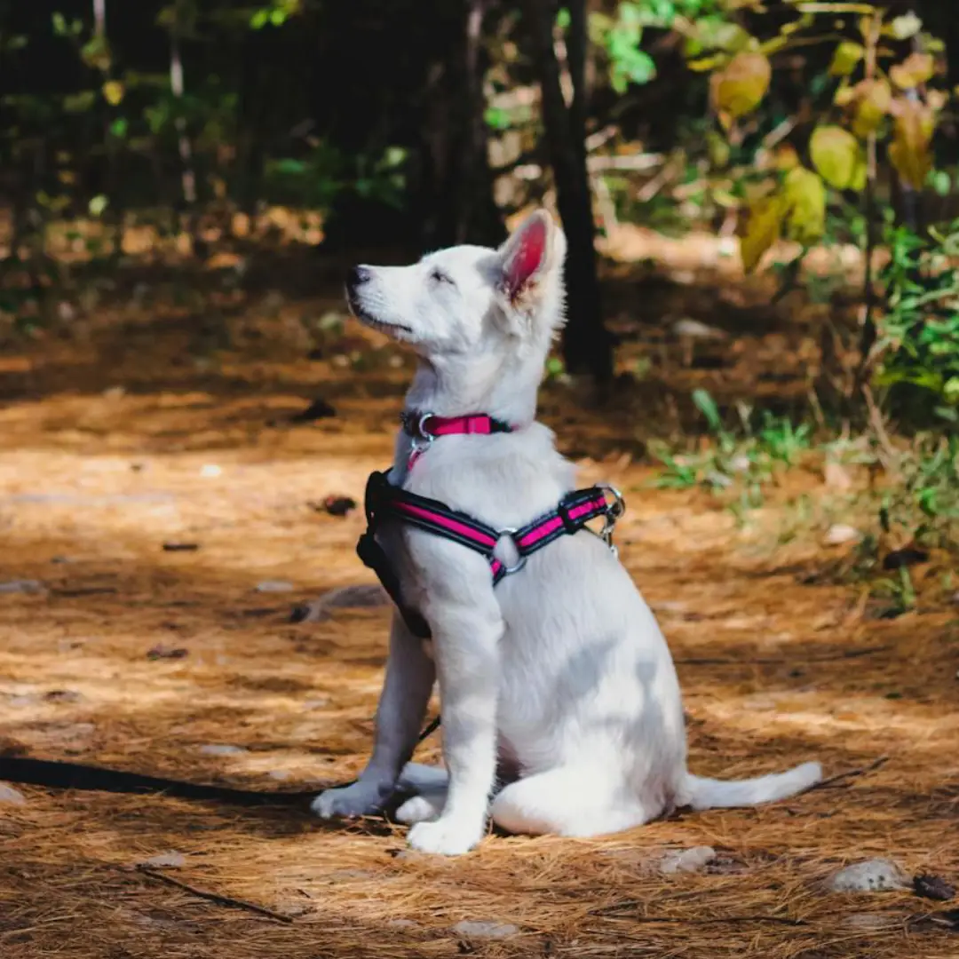 privolitev psa - pasja šola