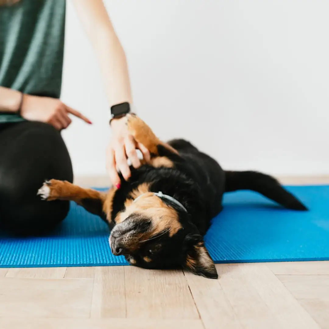 Razumevanje psa - Moder pes - pasja šola