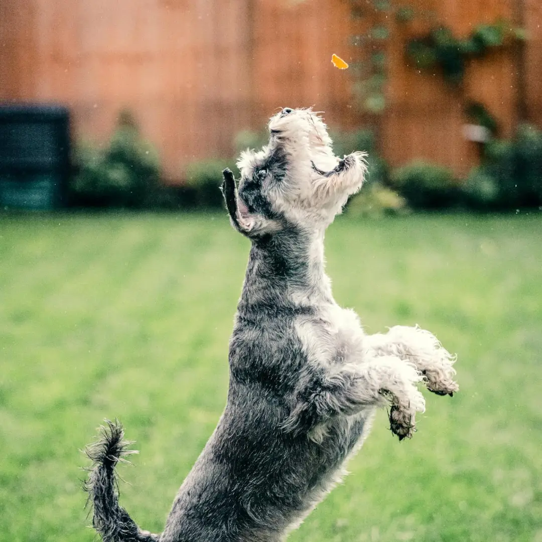 Pobiranje iztrebkov - Moder pes - Pasja šola