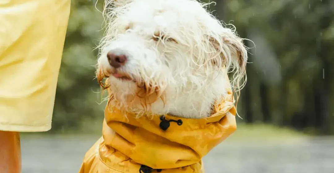 Oblačila za pse - pasja šola - Moder Pes