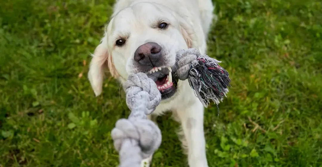 Nagon ali motivacija psa - pasja šola - Moder Pes