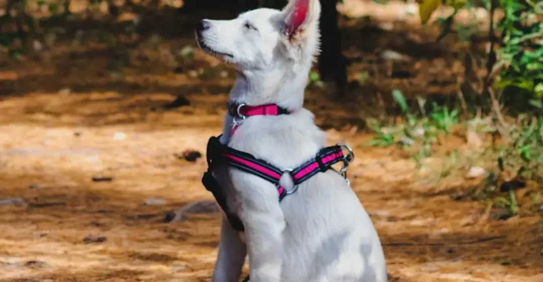 privolitev psa - pasja šola