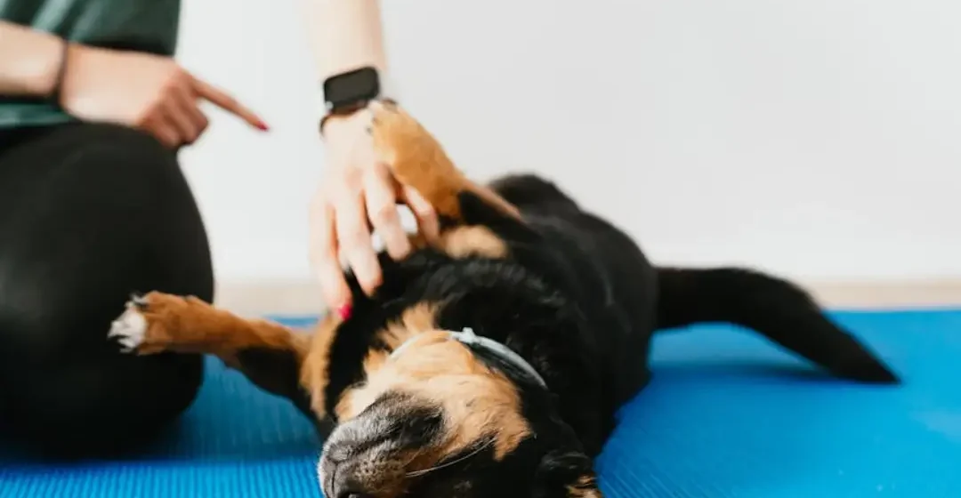 Razumevanje psa - Moder pes - pasja šola