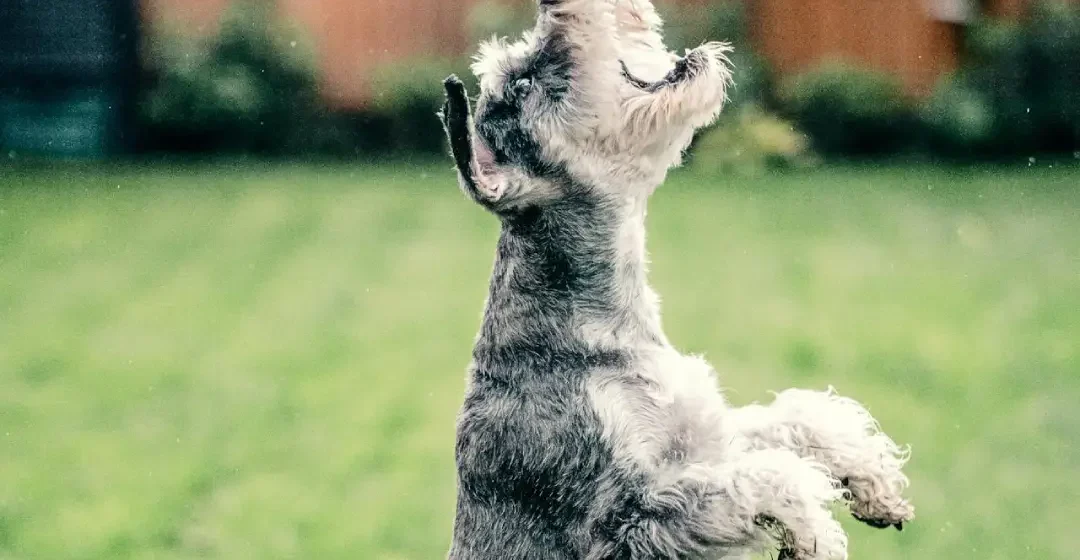 Pobiranje iztrebkov - Moder pes - Pasja šola