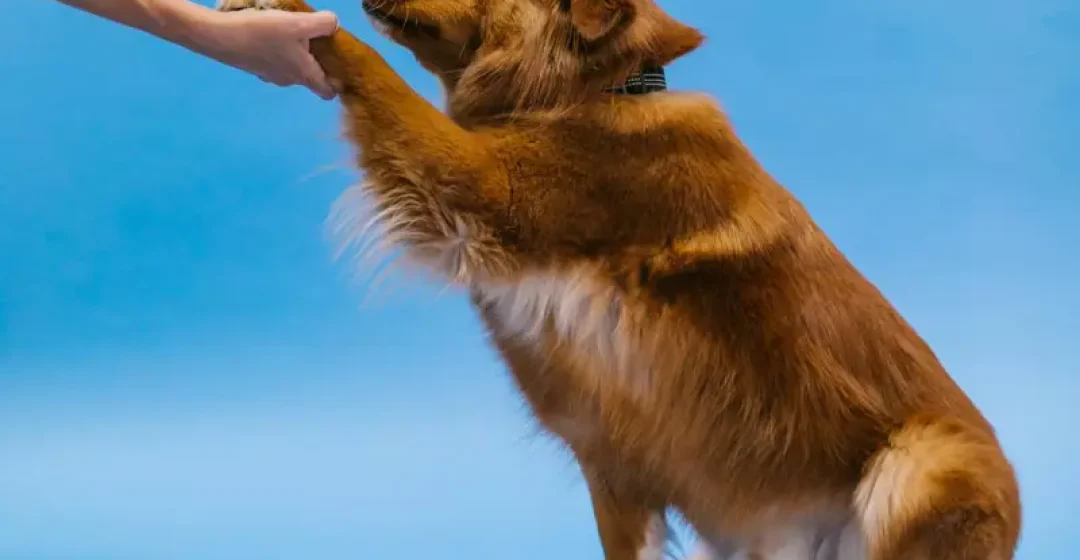 Pes - gluh, slep, pasja šola, Moder Pes